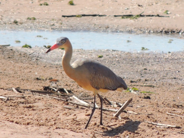 Flauta del Sol